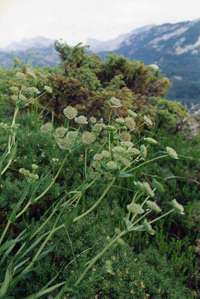 Bupleurum angulosum 3
